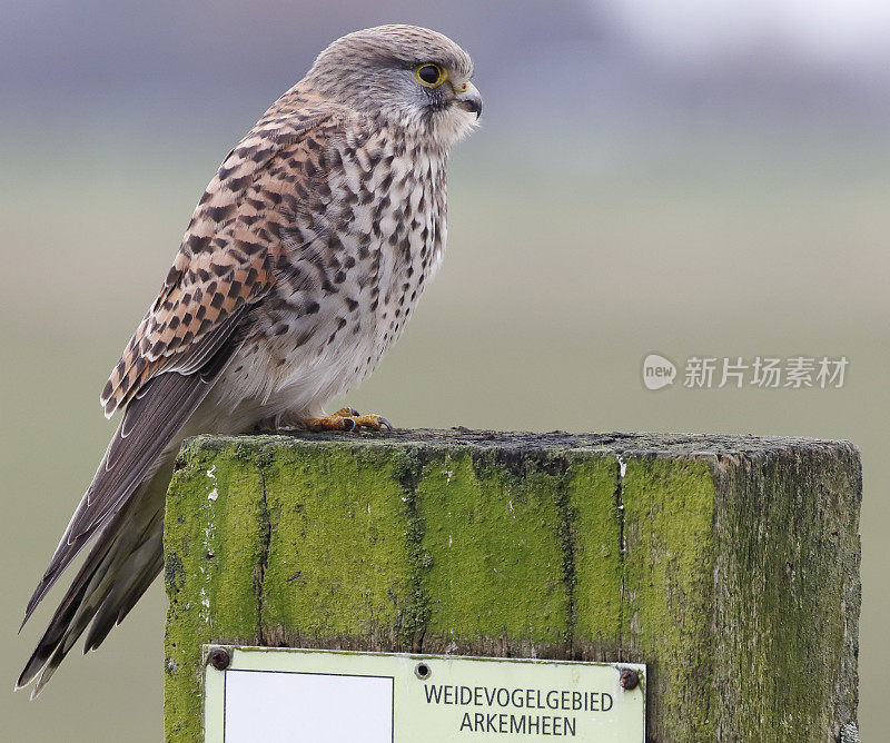 红隼(Falco tinnunculus)雌性